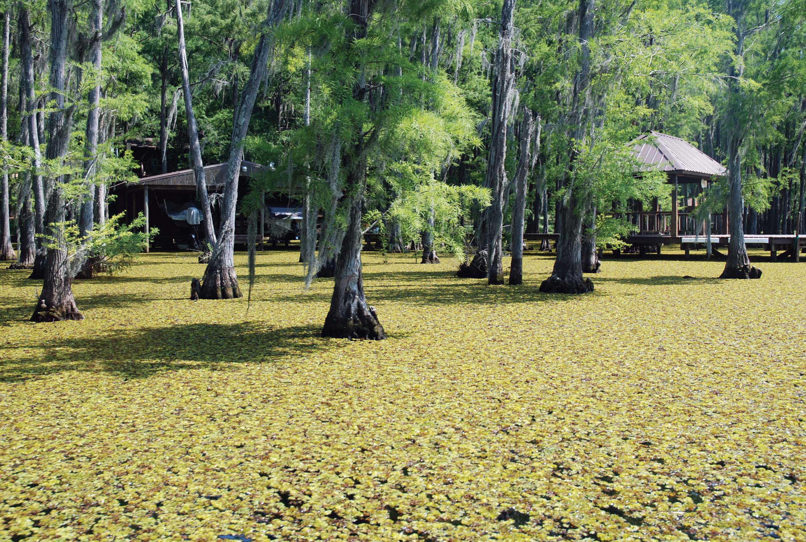 Photo of lake Bistineau taken over by giant salvinia