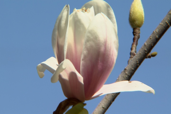 Hurricane recovery: Japanese magnolias blooming early