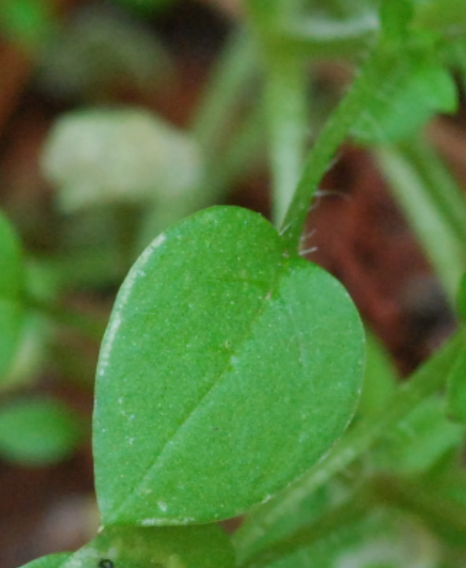 Leafpng