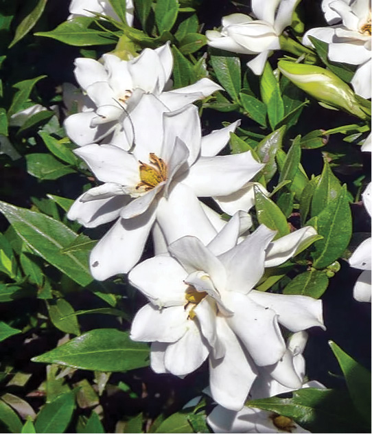 Gardenia Frostproof