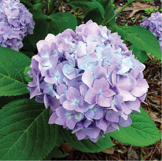 Hydrangea Penny Mac