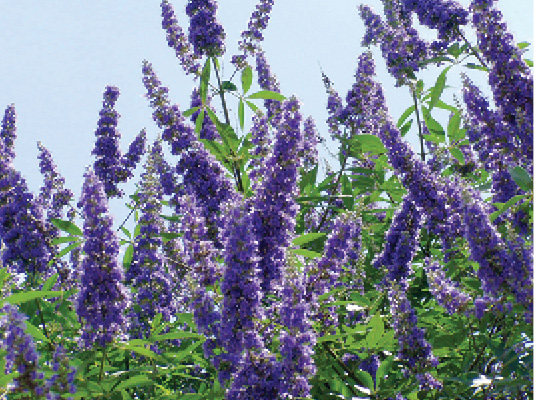 Vitex Shoal Creek