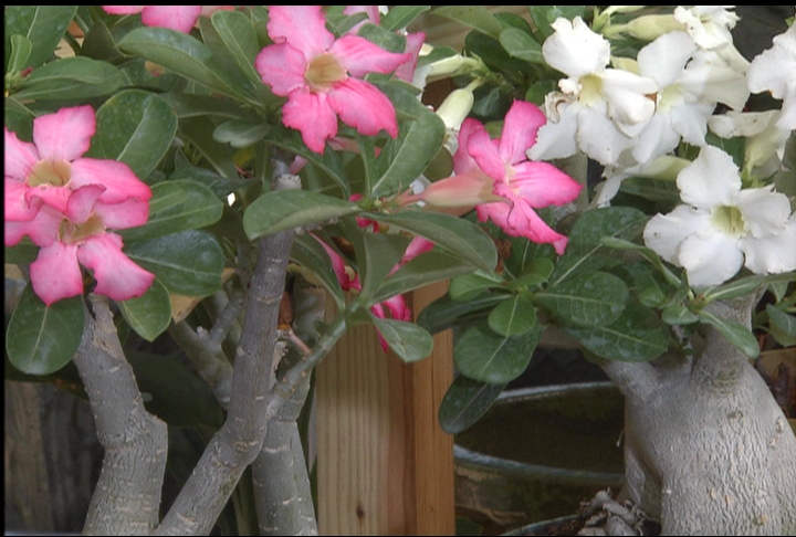 Desert Rose is a tough artistic container plant
