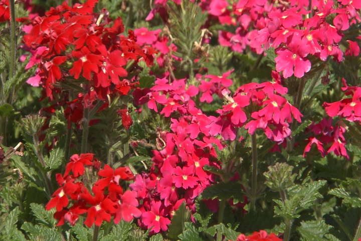 Grow verbena for flourishing summer flowers