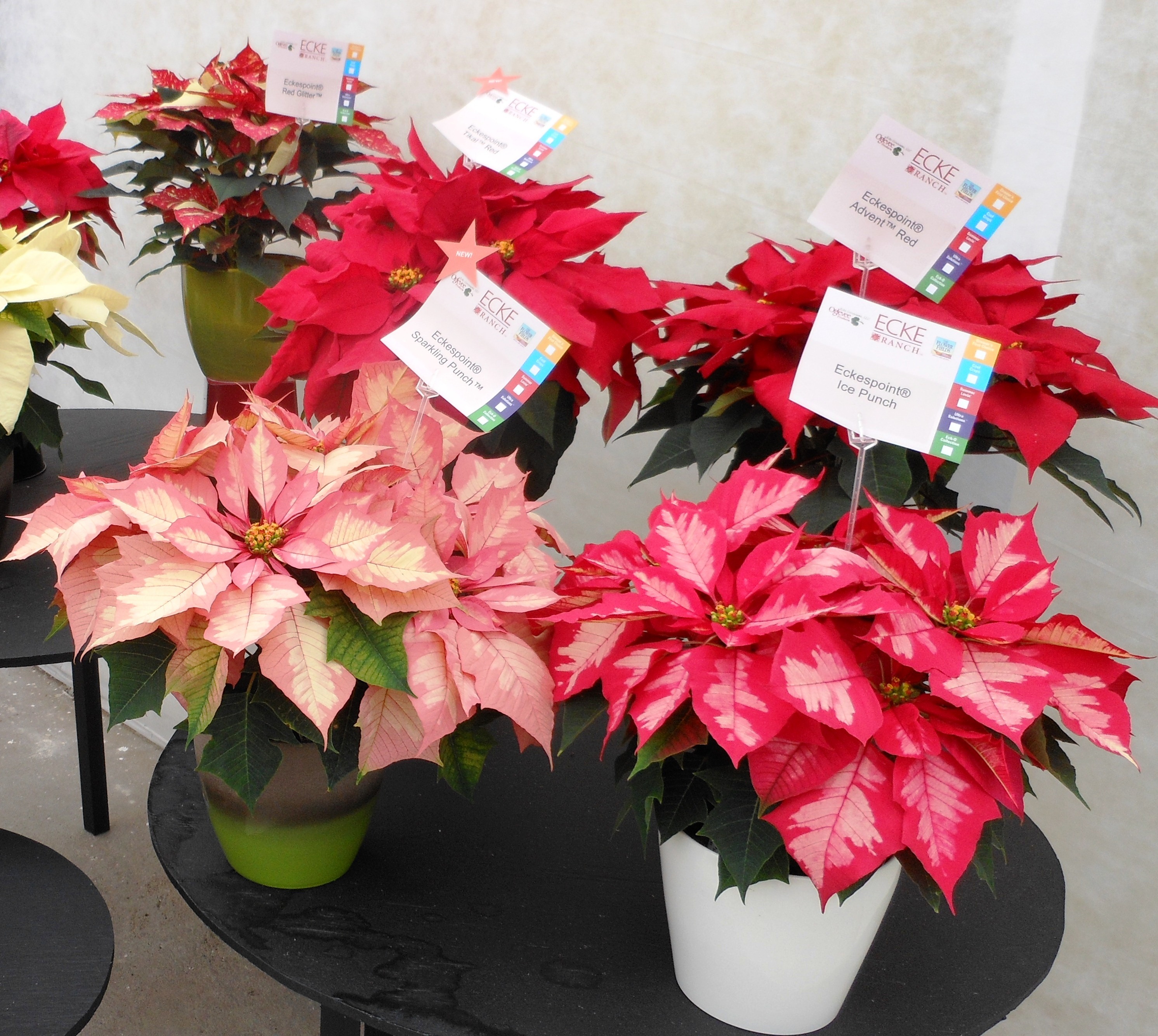 Thanksgiving kicks off poinsettia season