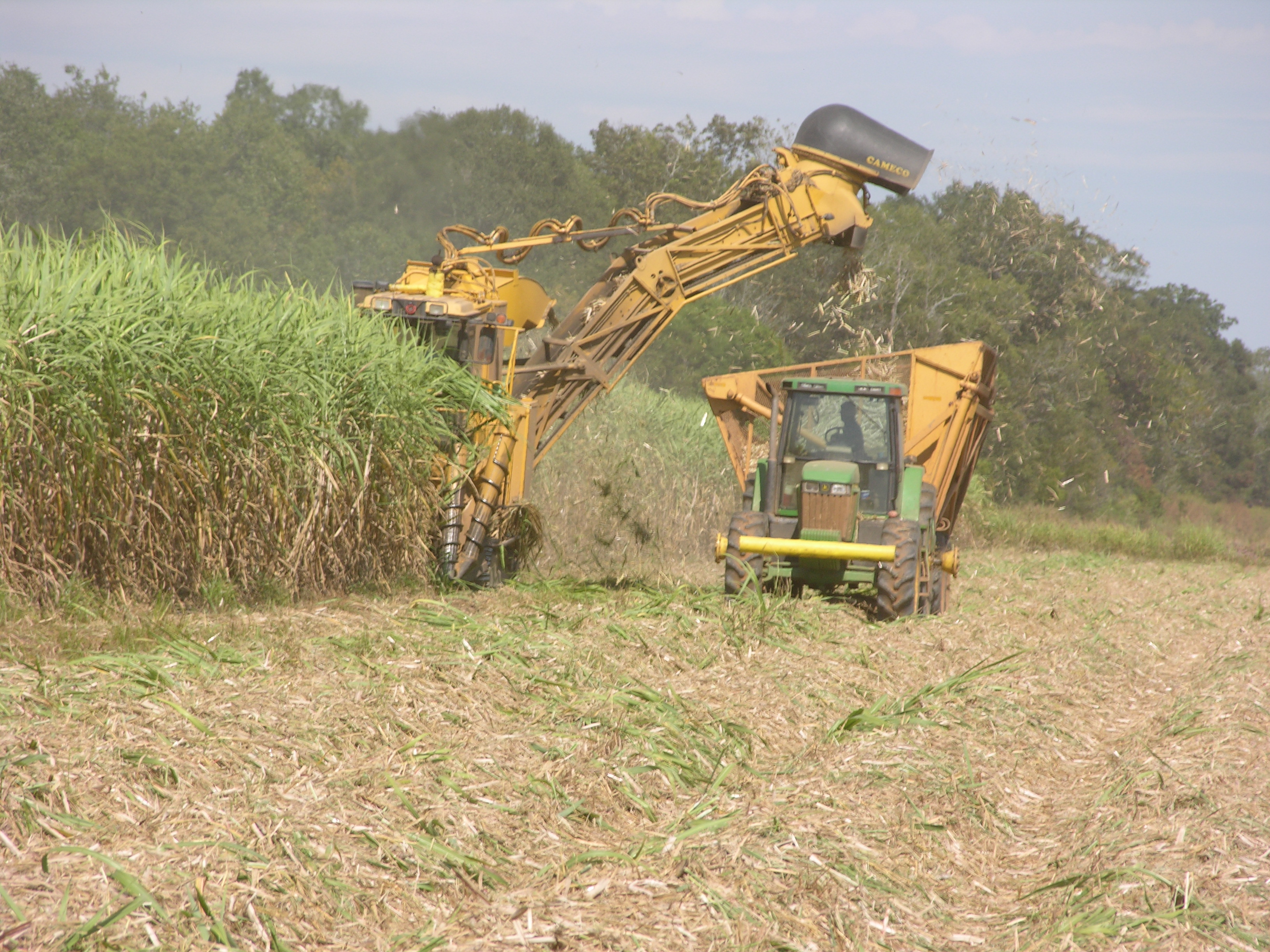 Despite storms, sugarcane harvest better than expected