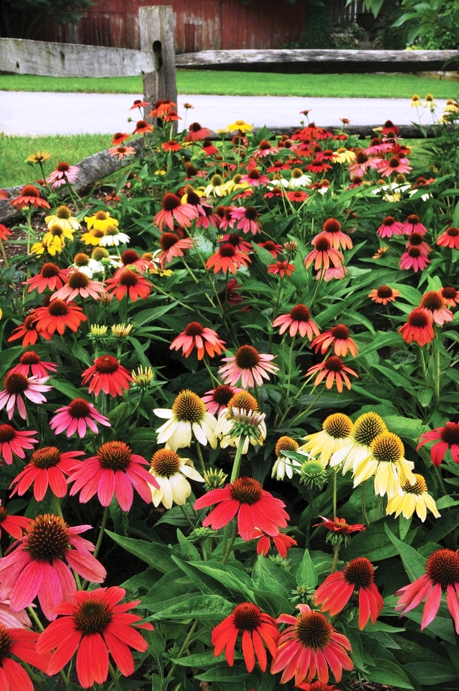 Echinacea named perennial of the year