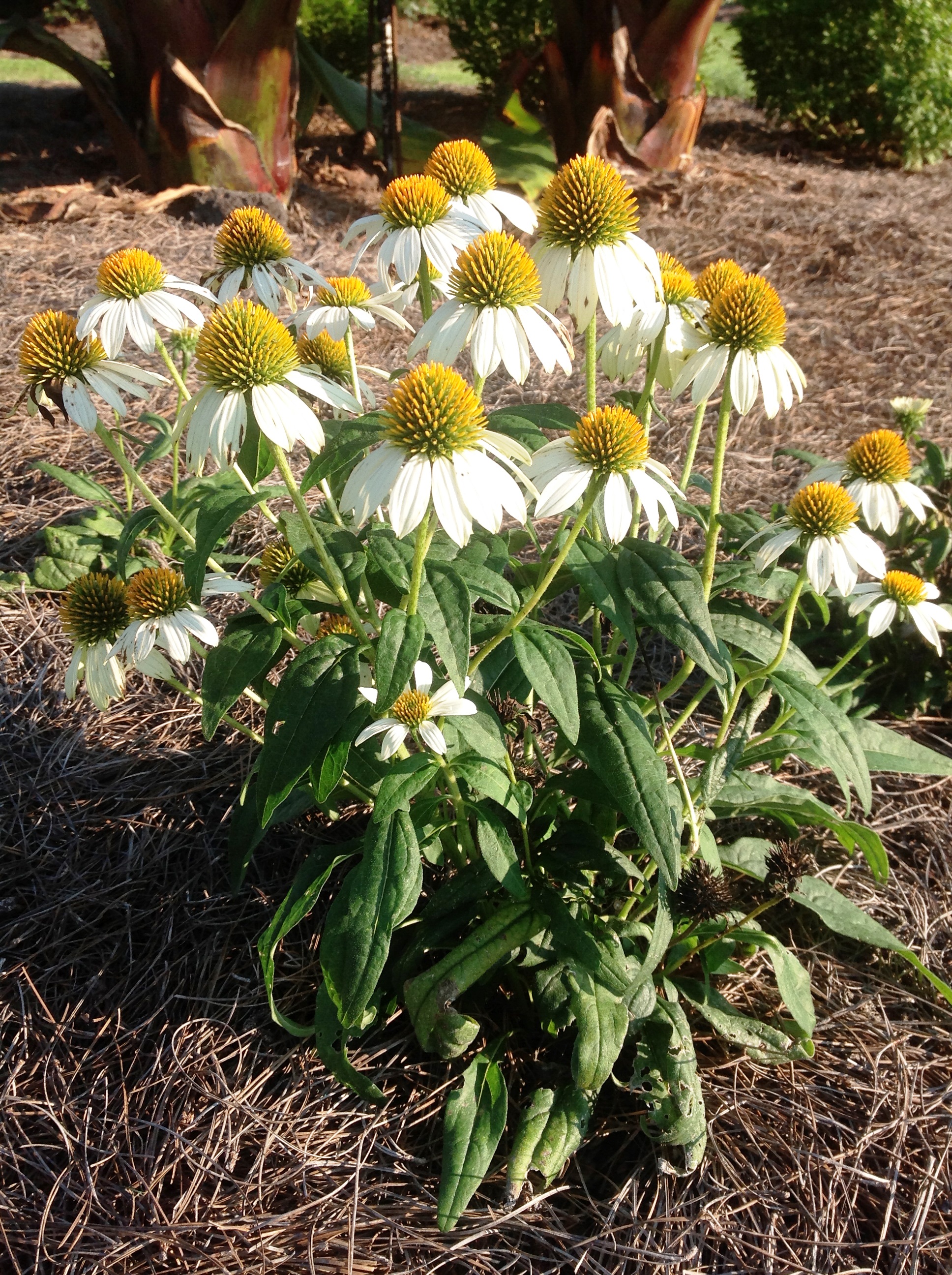 PowWow white coneflower