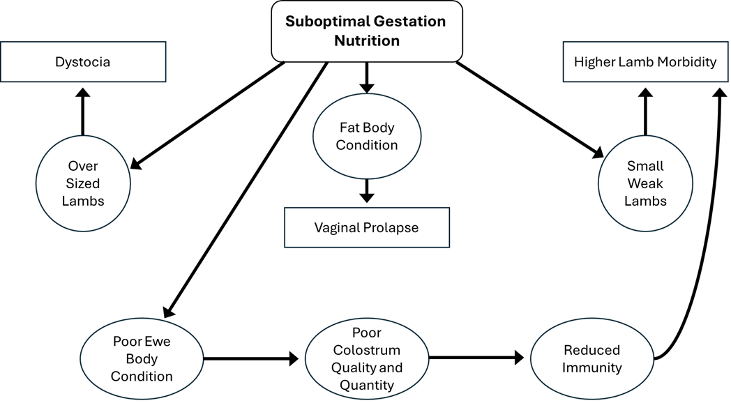 A black and white diagram showing the different stages of a disease.