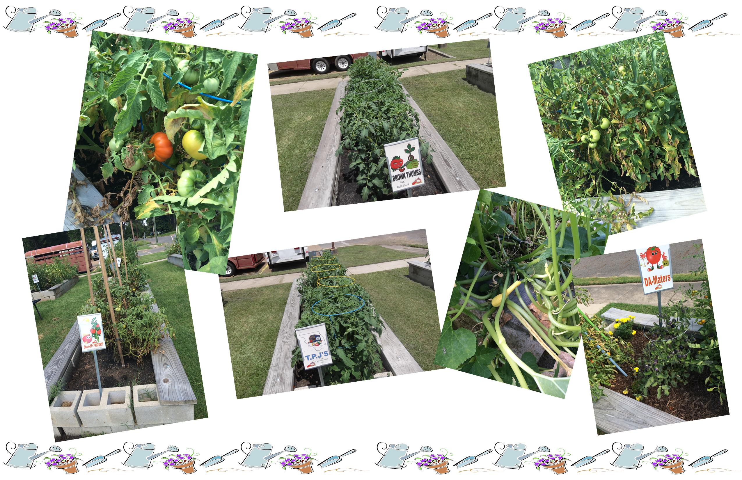 garden images