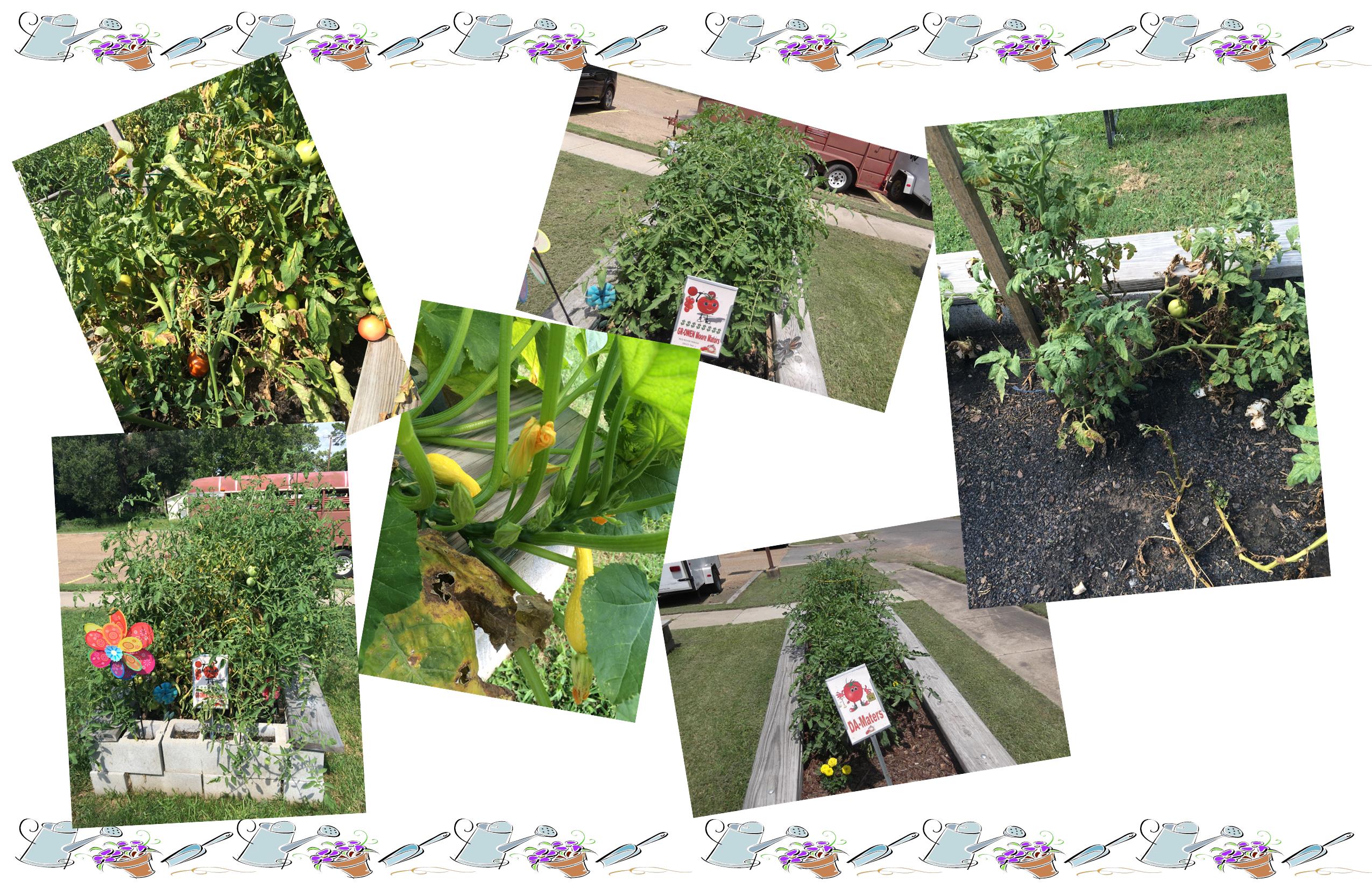 garden images