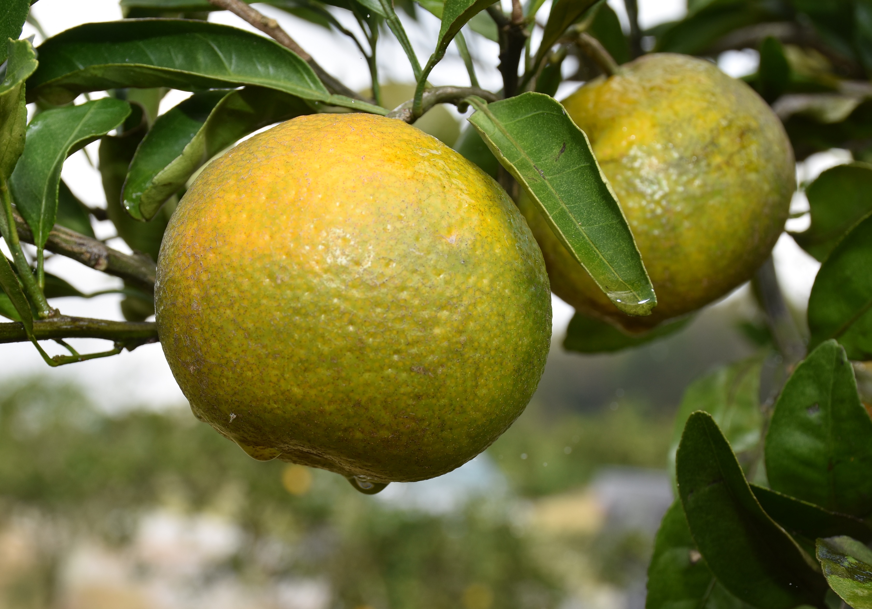 Citrus meetings set for Feb. 23, 27 in New Orleans area