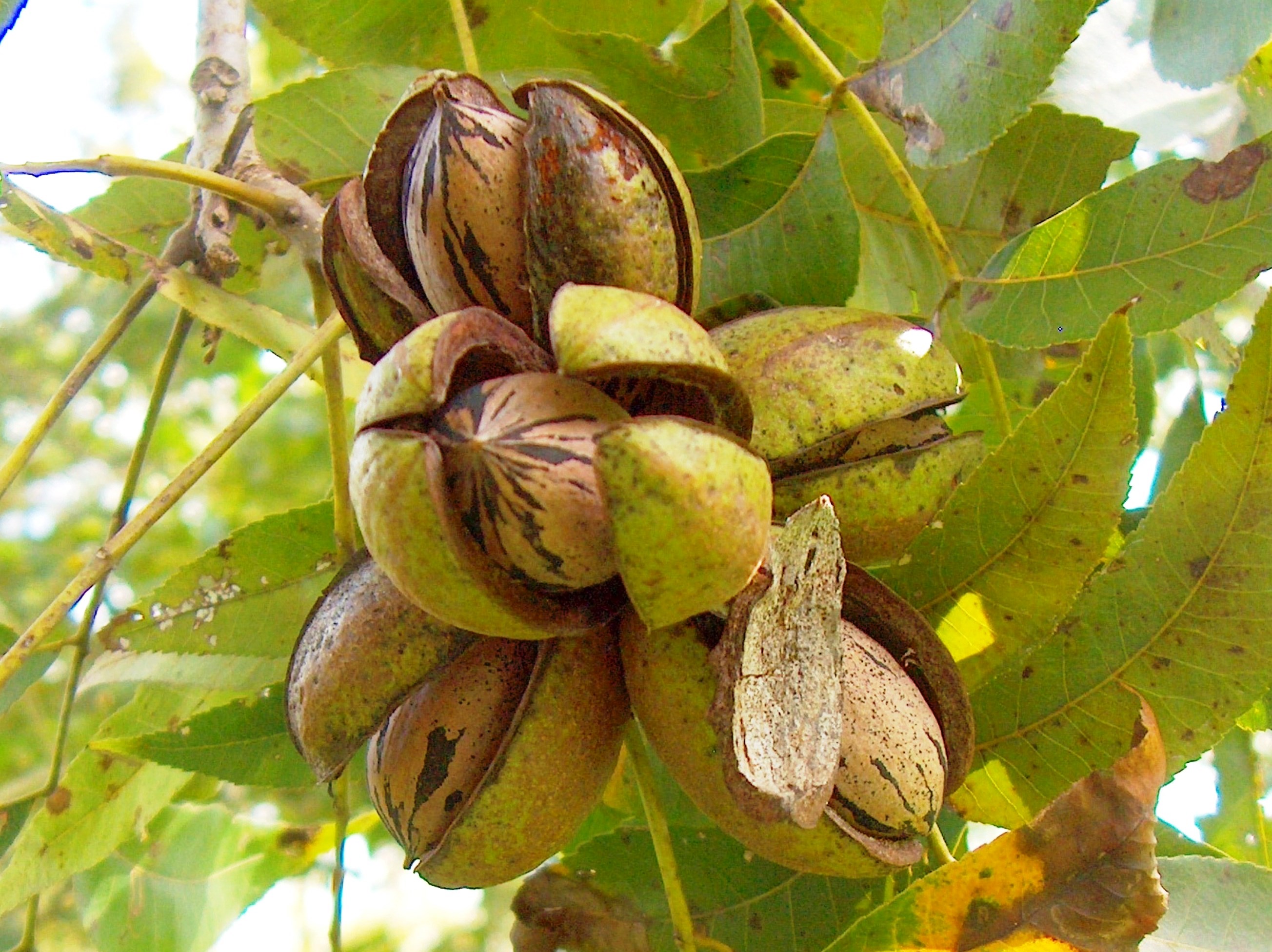 Plant pecan trees in winter