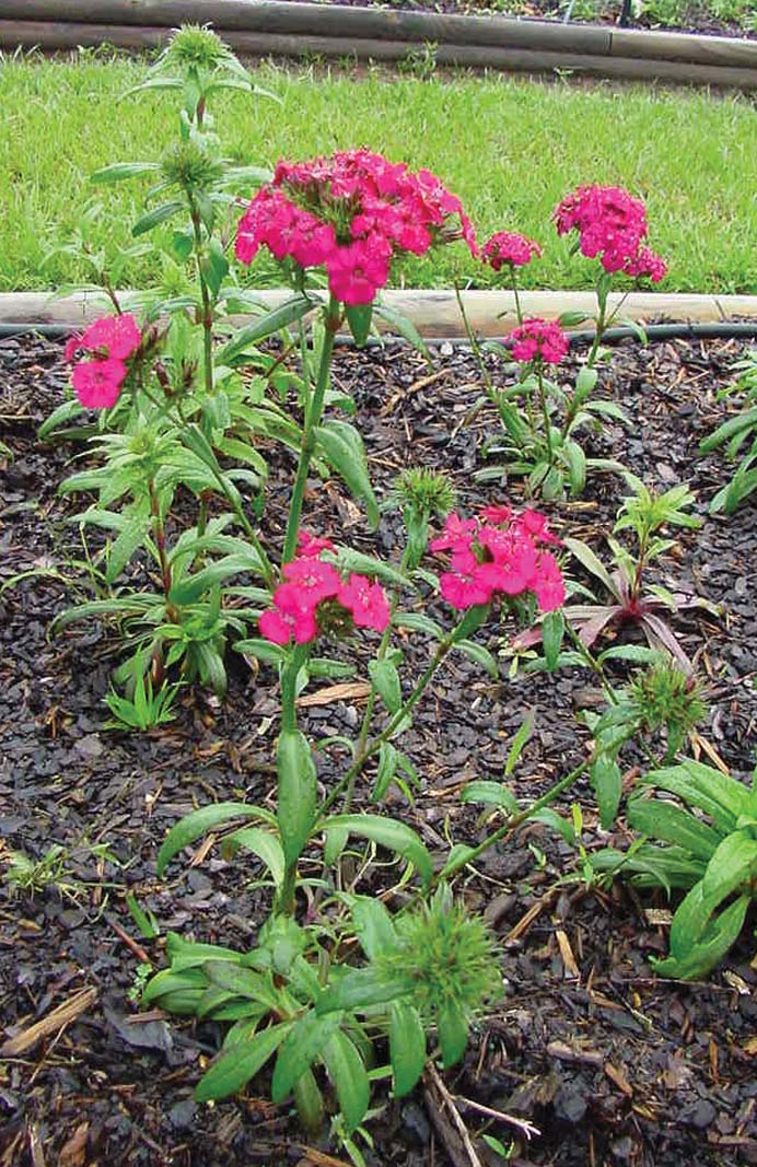 2003-04 Landscape Performance Bedding Plants and Herbaceous Perennials