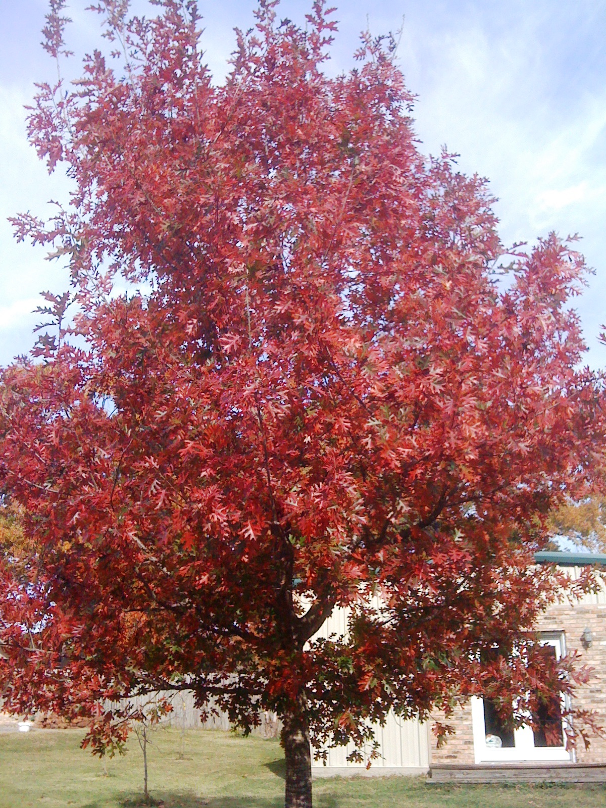 Nuttall Oak – Ornamental Plant of the Week for September 2, 2013