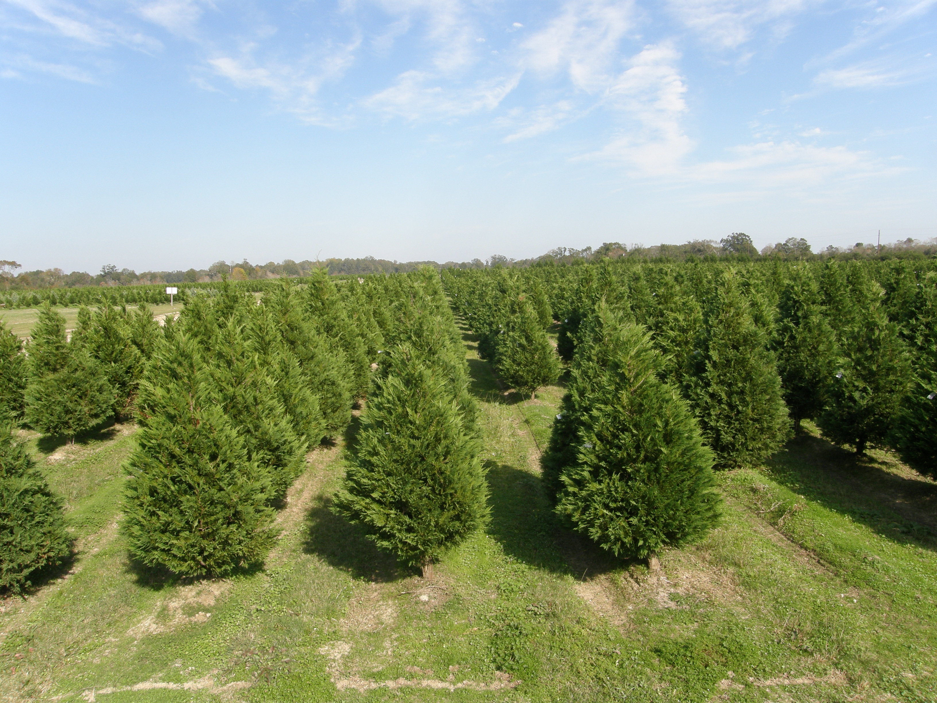 Cut a Fresh Christmas Tree this Year