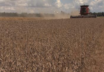 Louisiana soybean farmers facing trade, weather issues