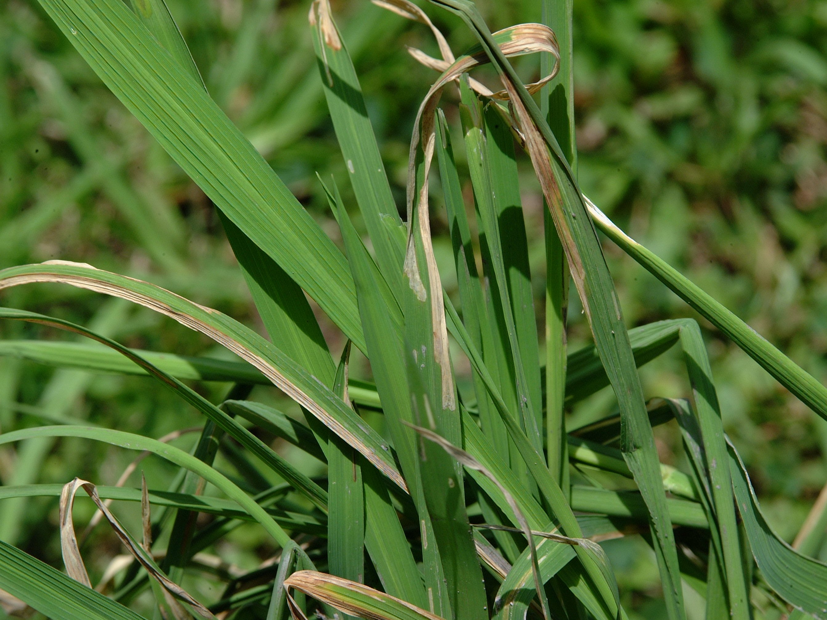 Injury of South American rice miner.