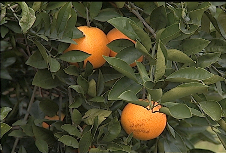 Sweet orange scab prompts citrus quarantine