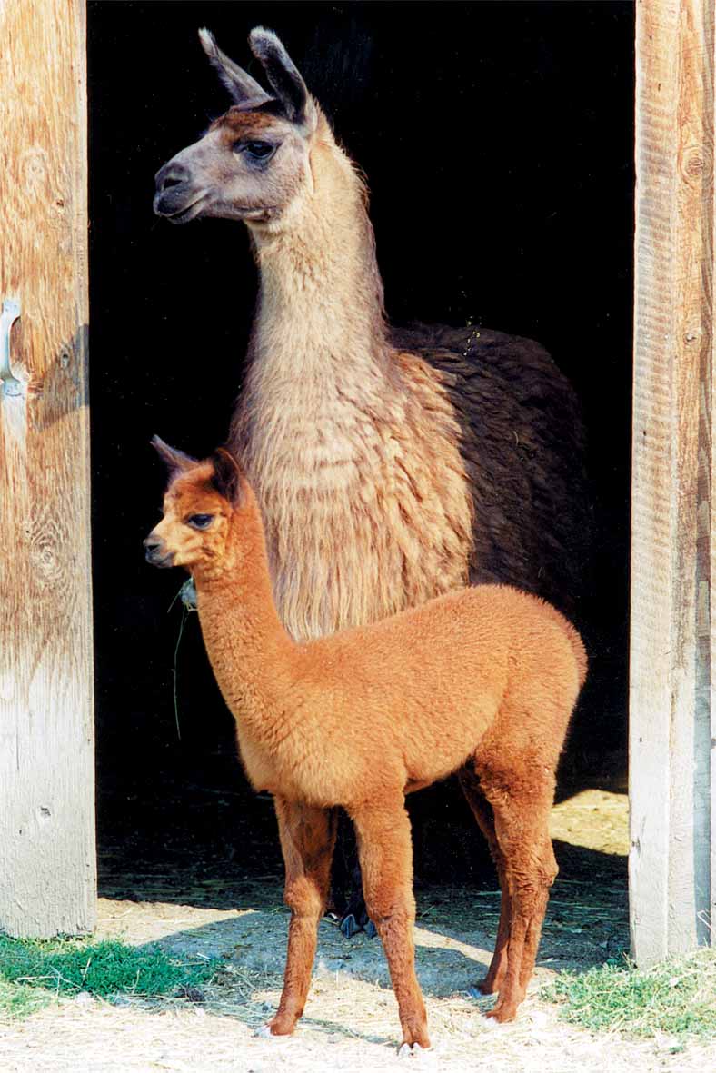 Llama Mamas Give Birth to Alpacas