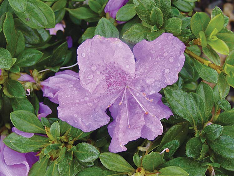 Encore varieties lead multi-season azaleas