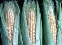 Richland Parish Soybean and Corn Update