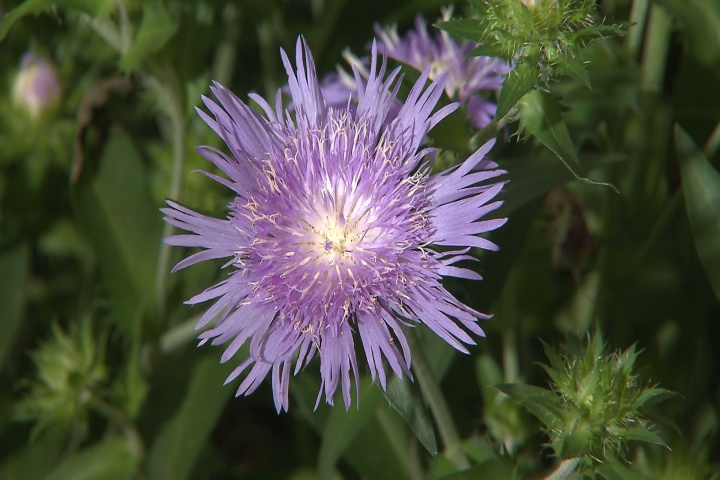 Stokes aster flowers return every year