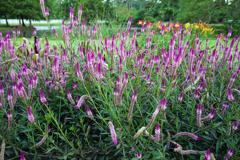 Purple flowering bushes.