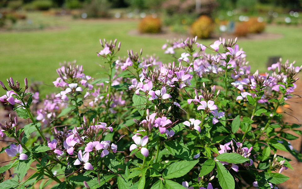 Pink flowering bush.