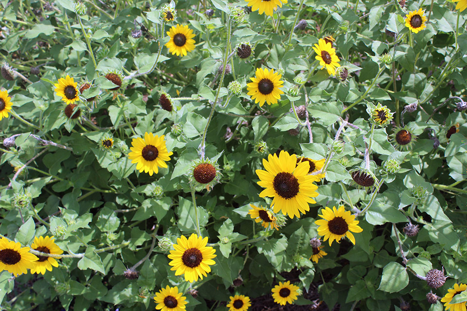 Yellow flowers with a dark center dot a growing bush.