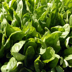 Favorite Fall Greens