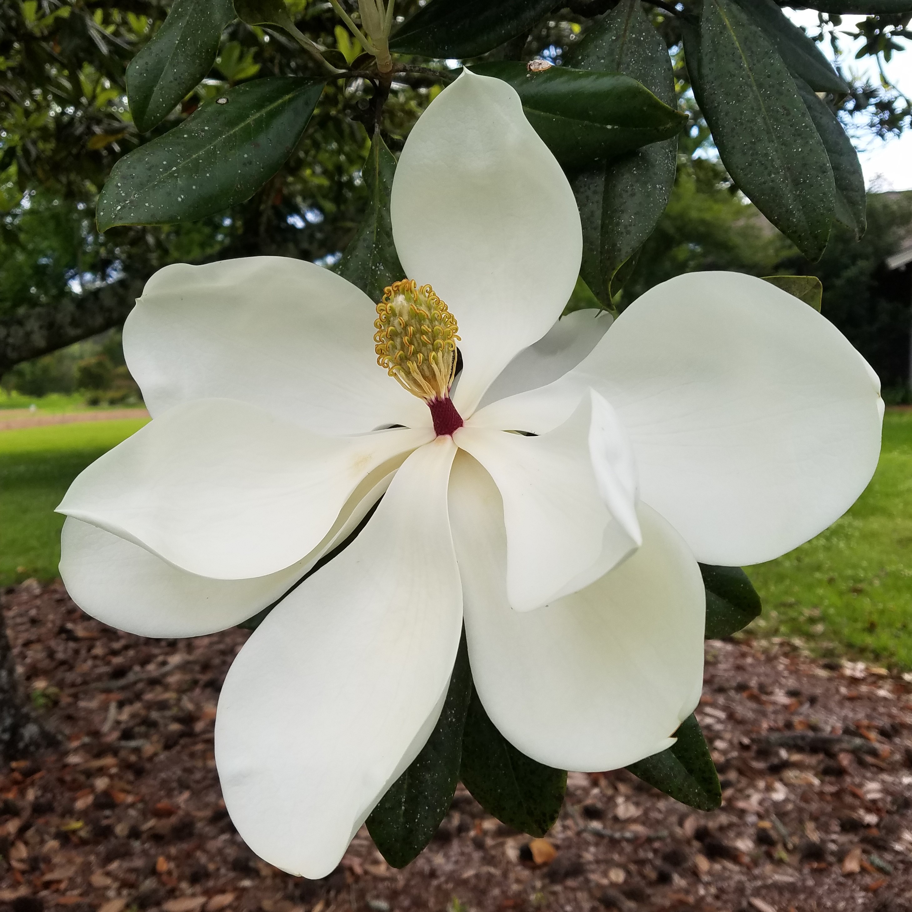 A Few of My Favorite Native Plants