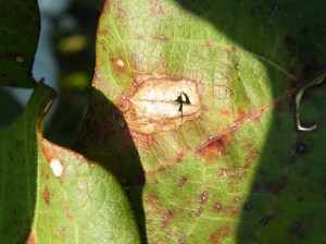 Leaf Spot on Cotton Revisited