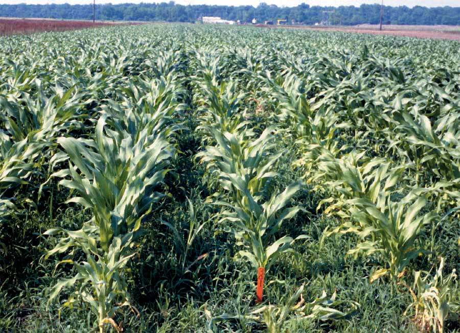 Untreated Corn