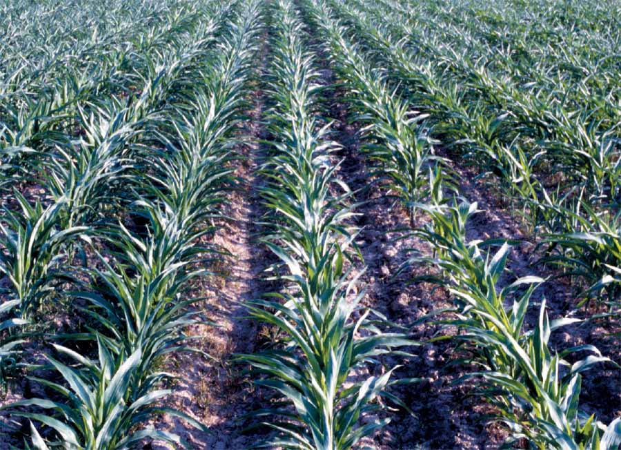 Treated Corn