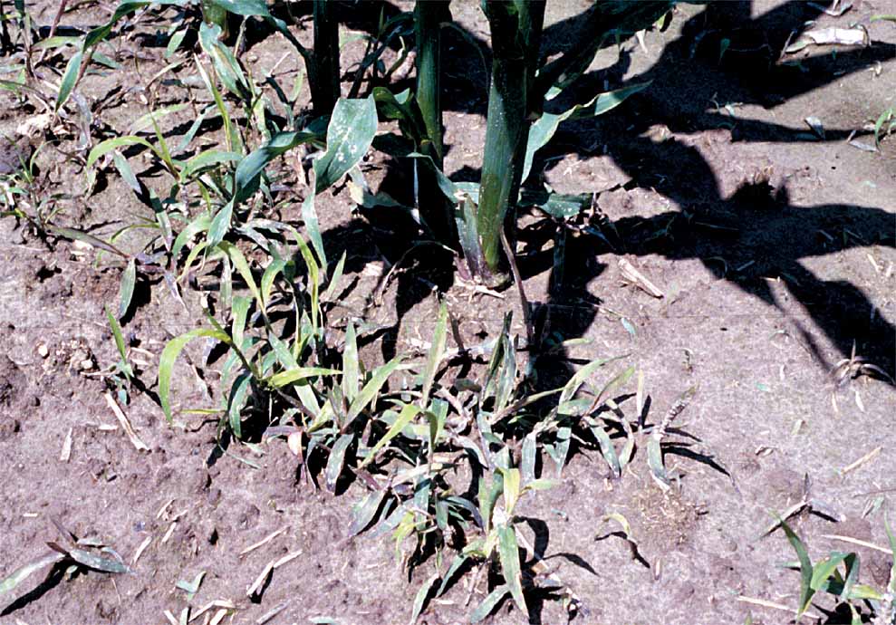 Weed Growth