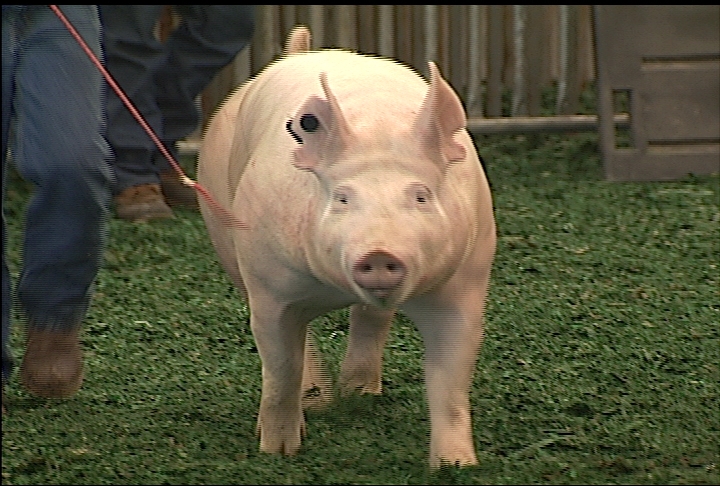 Students participate in LSU AgCenter Livestock Show