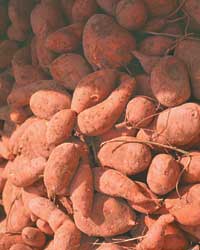 Curing and Storing Sweet Potatoes