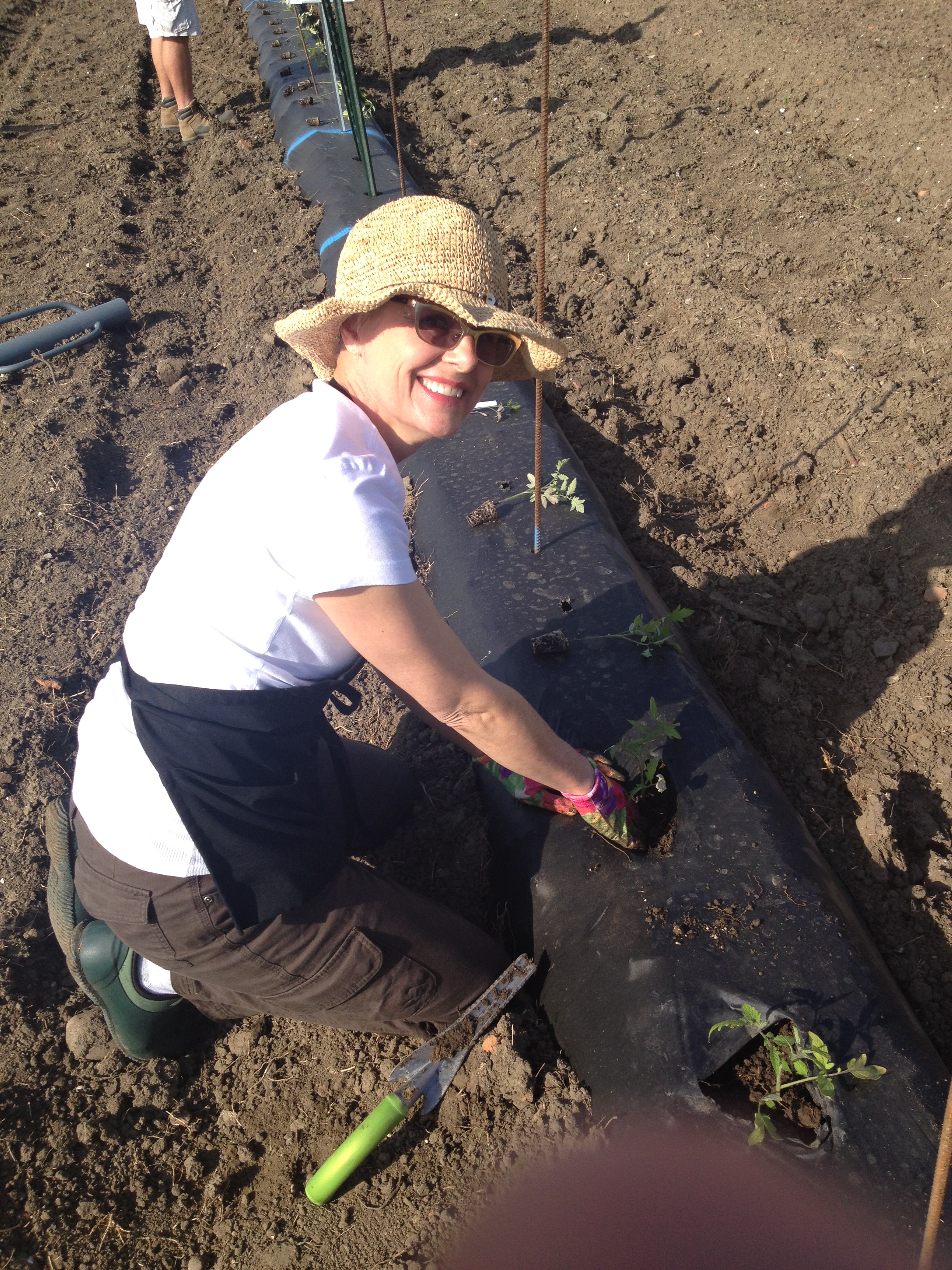 Organic Fertility Tomato Study - Part Two