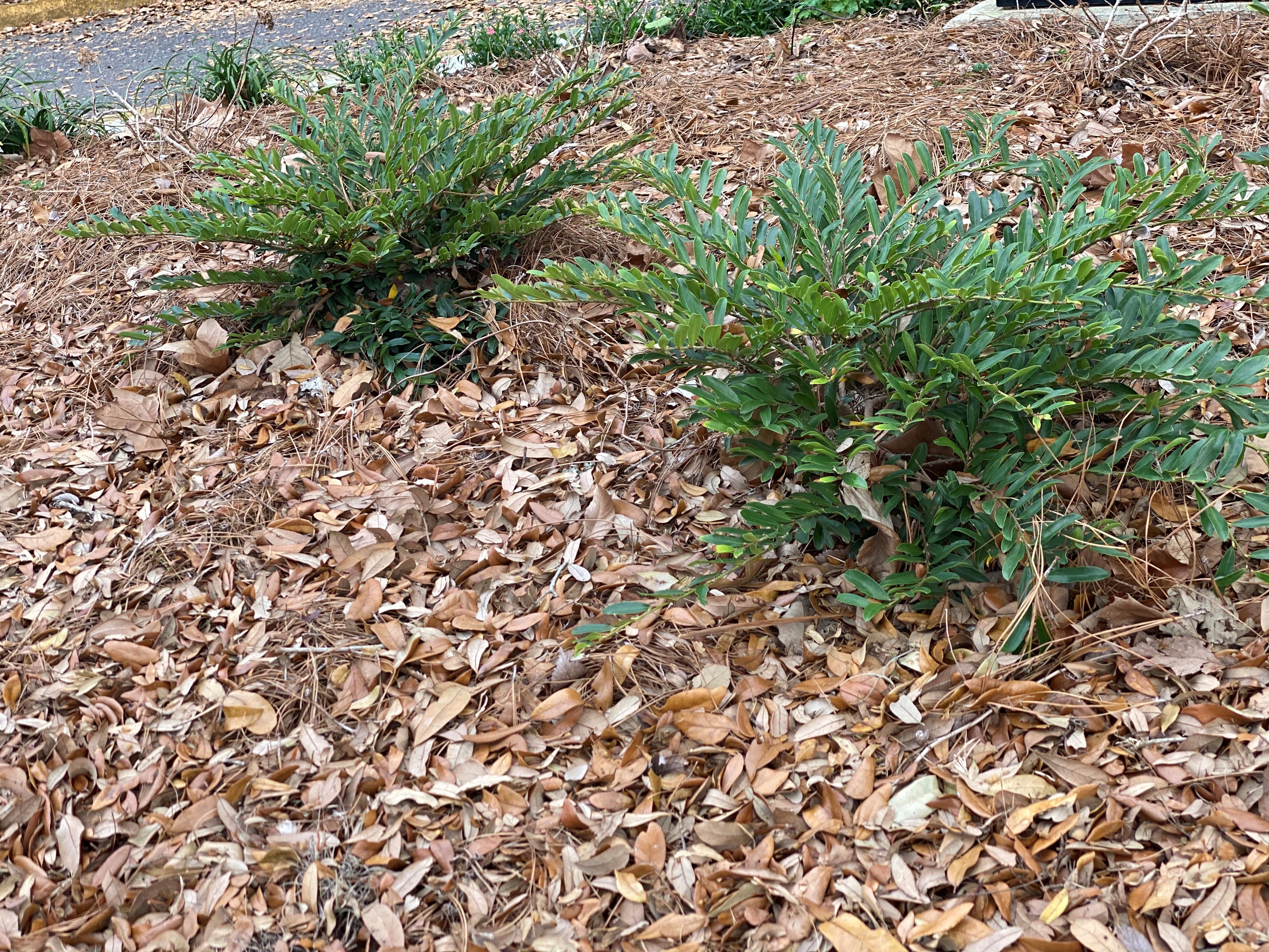 Leaf littler used as mulch around plants.