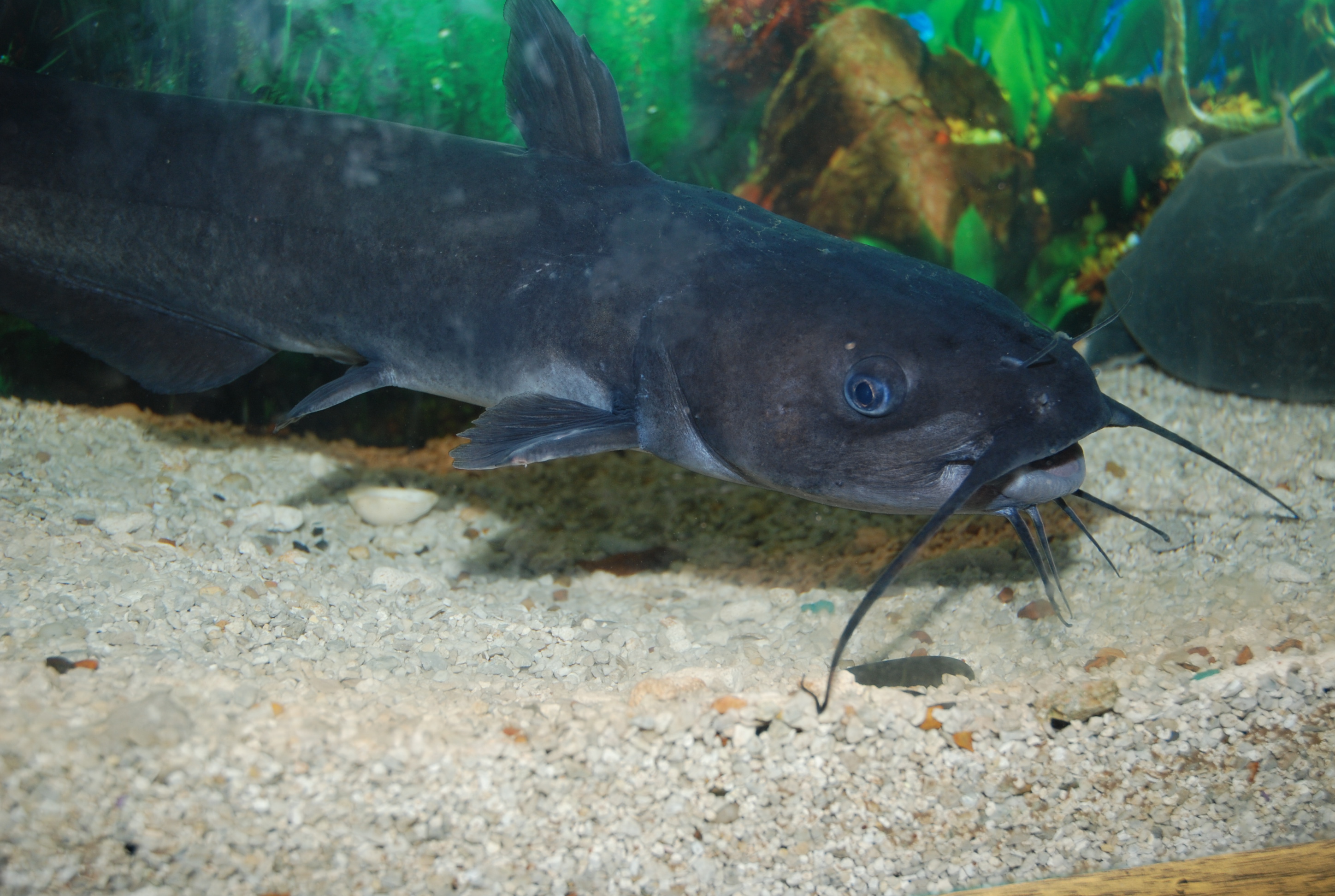 Economic downturn and imports hurt catfish industry