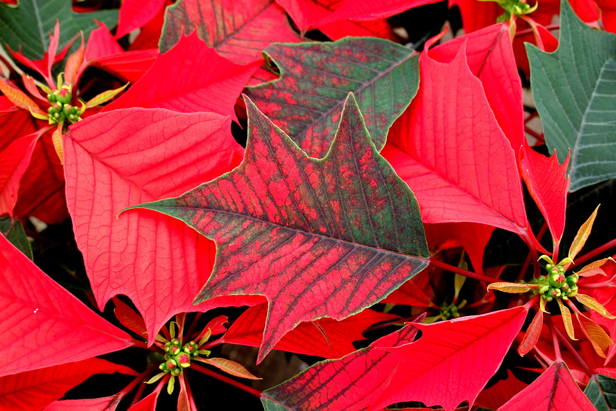 Pointers Offered For Poinsettia Shopping