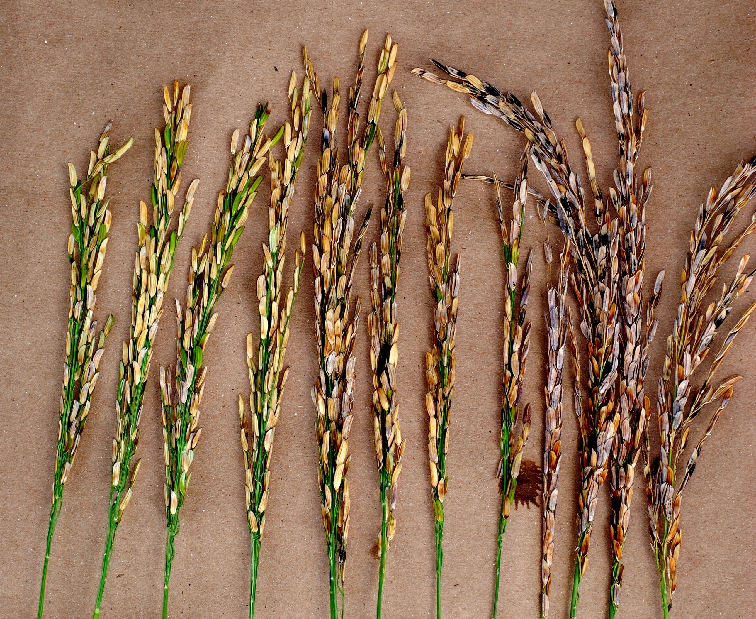 Symptoms of Bacterial Panicle Blight Infection
