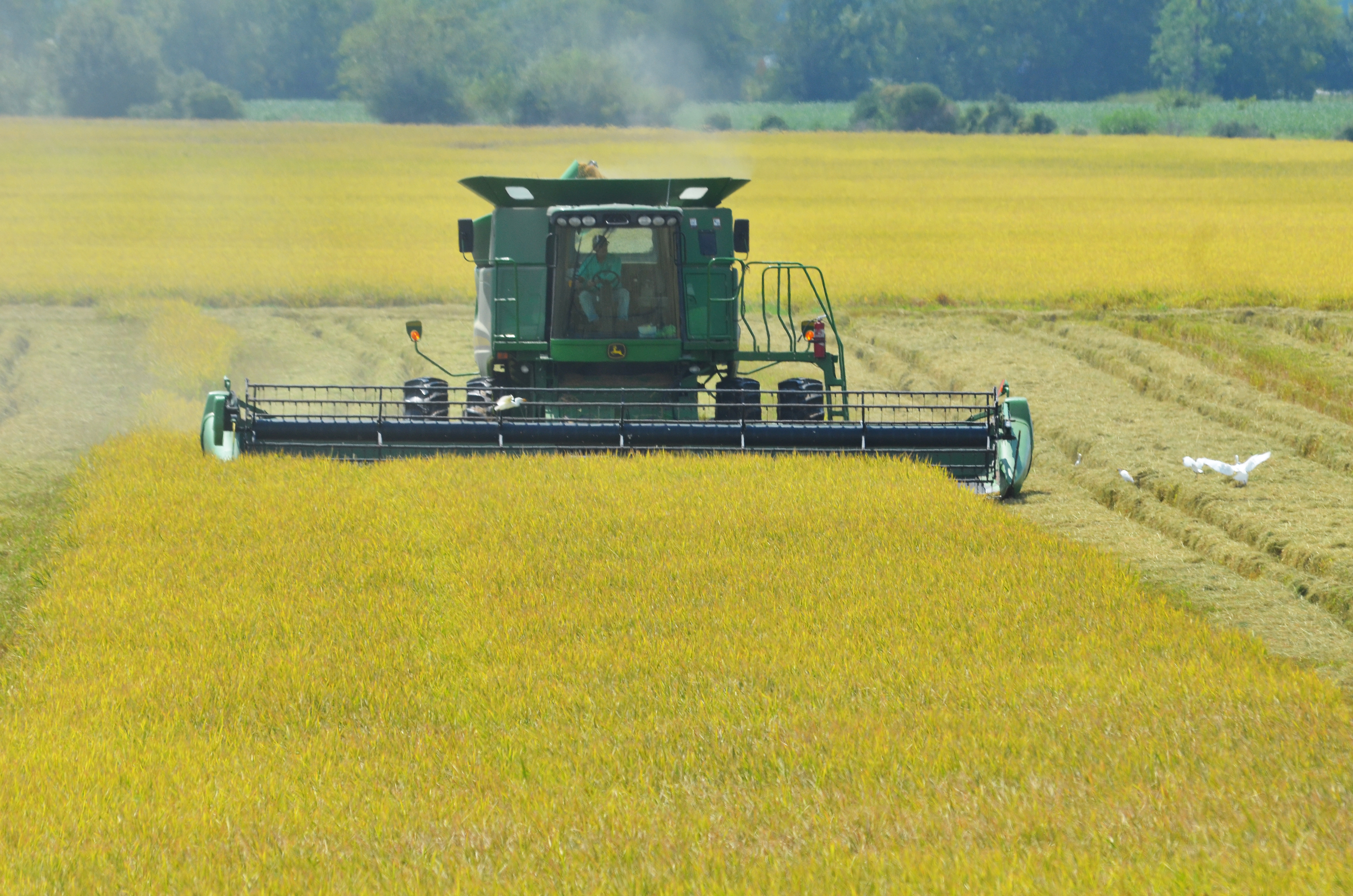 rice harvest