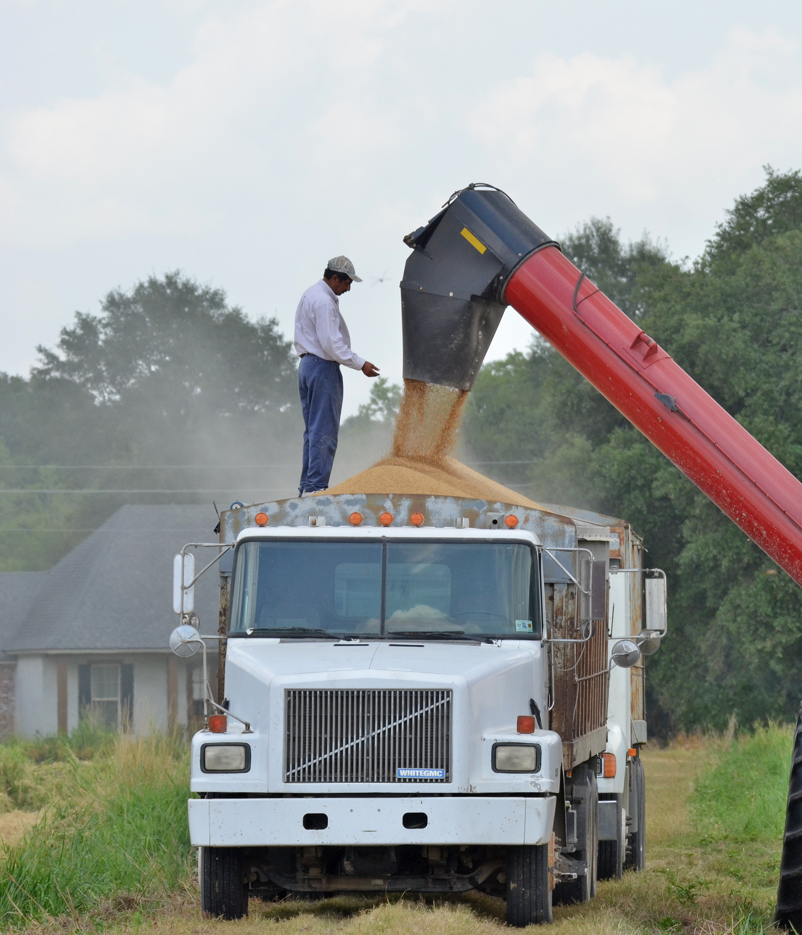 loading rice