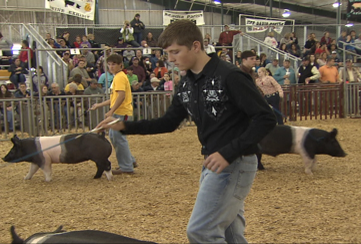 Youth learn responsibility through showing livestock
