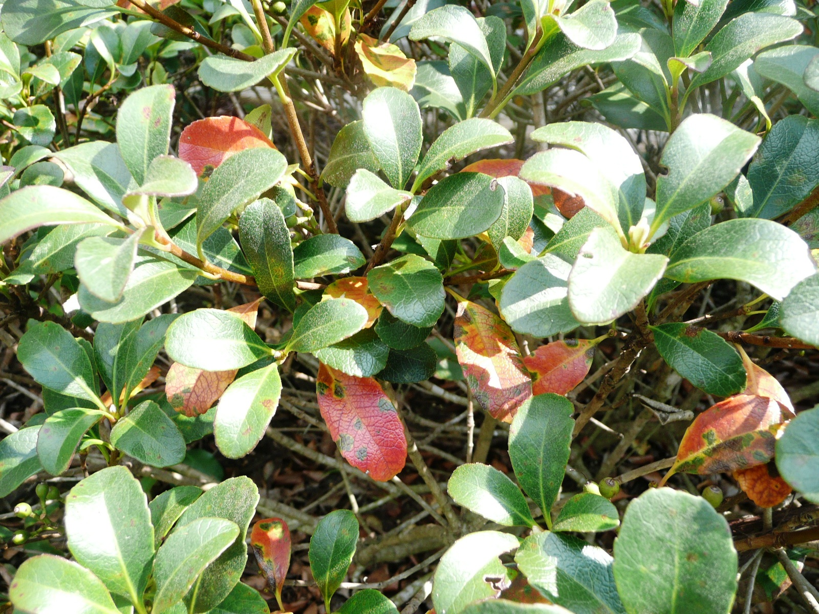 Soggy soil can make plants sick