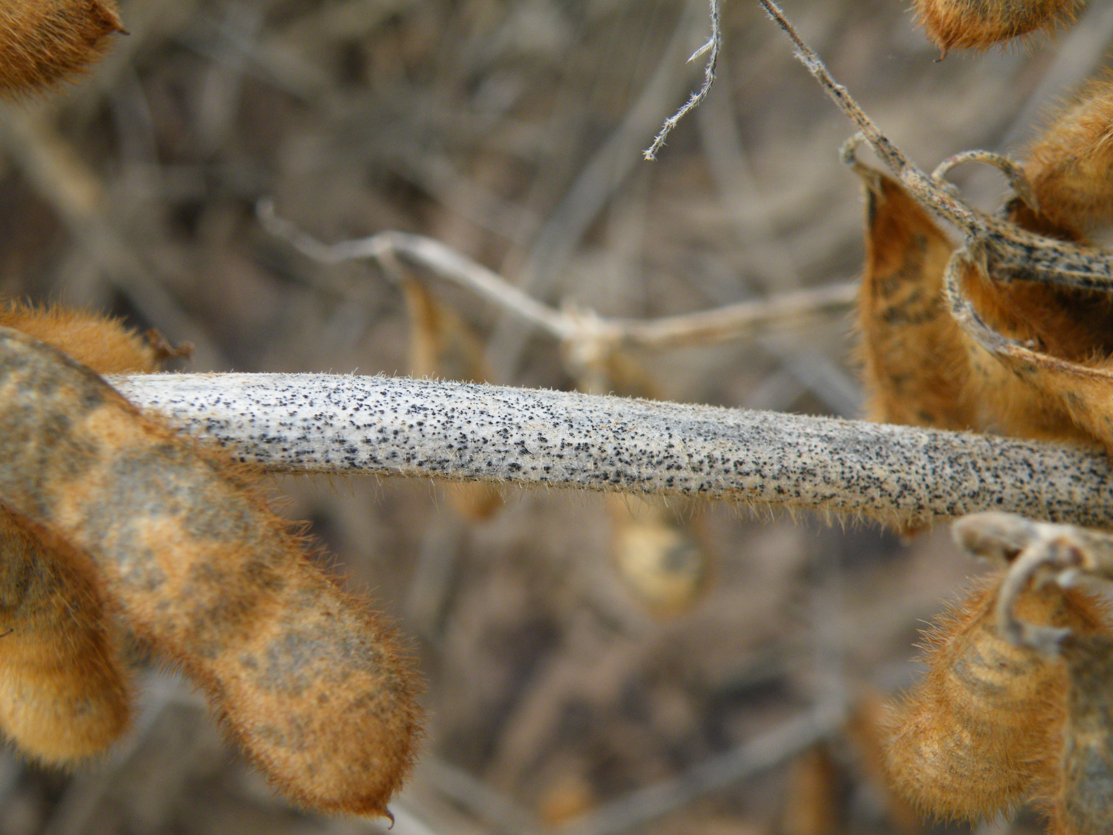 Anthracnose