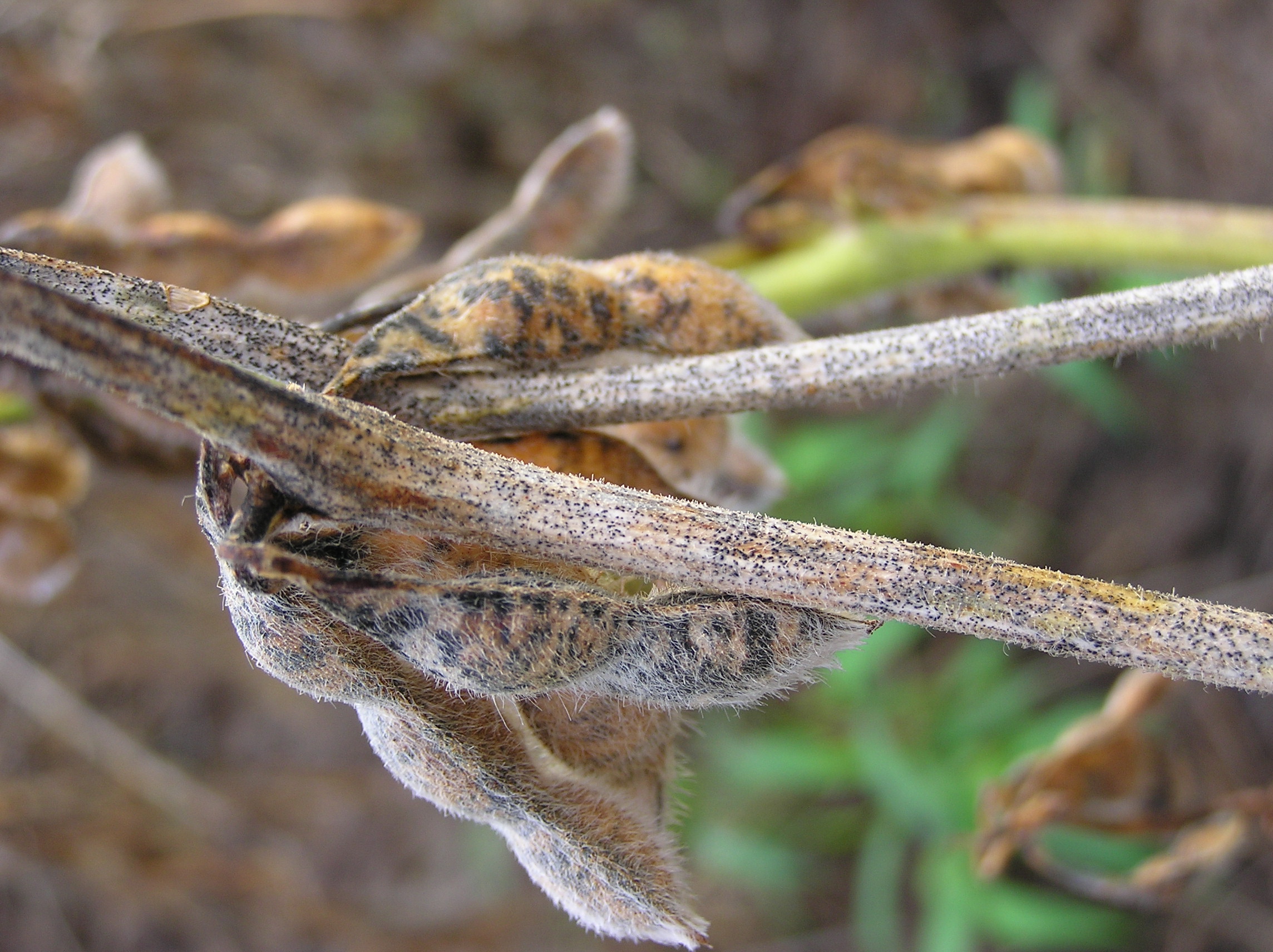 Anthracnose