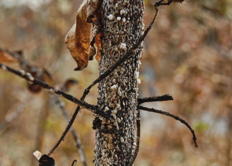 photo-2-infestationjpgjpg